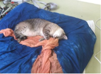 Macintosh HD:Users:lonebertelsen:Desktop:Screen Shot 2020-02-19 at 11.25.30 AM.png